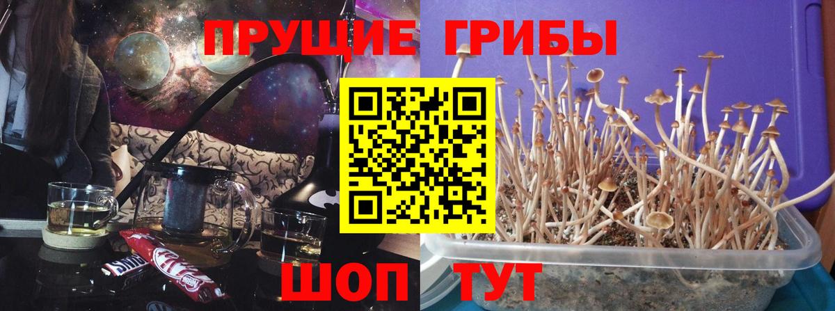 Псилоцибиновые грибы Cubensis Сорочинск