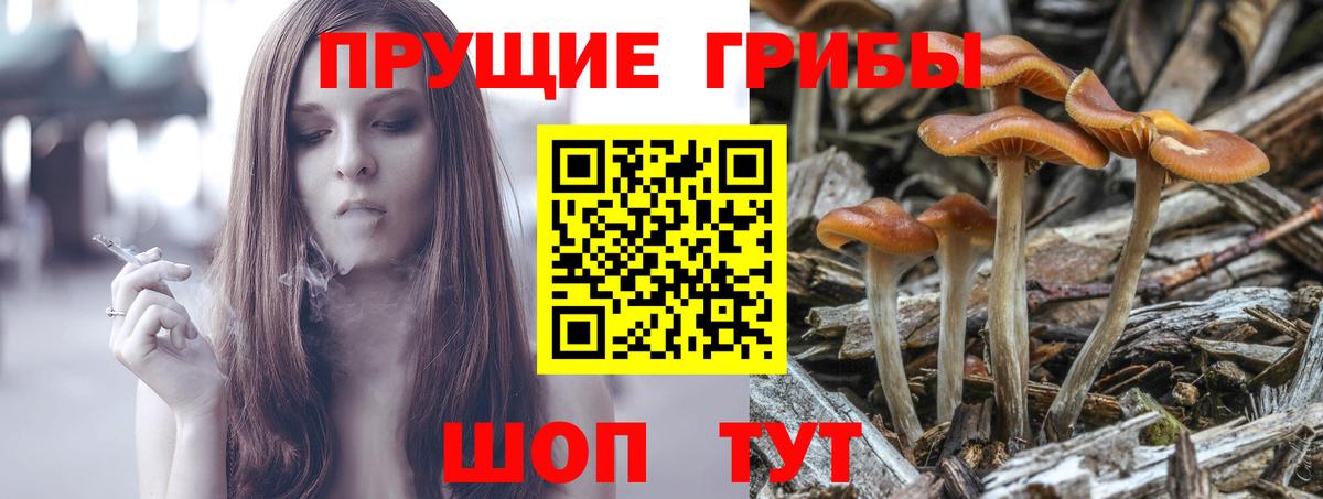 Галлюциногенные грибы Psilocybine cubensis  Вход с VPN  Сорочинск 